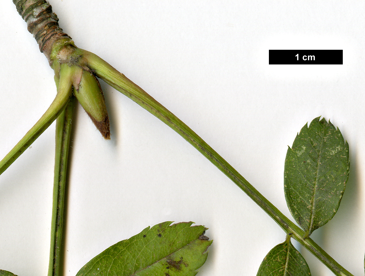 High resolution image: Family: Rosaceae - Genus: Sorbus - Taxon: 'Joseph Rock'